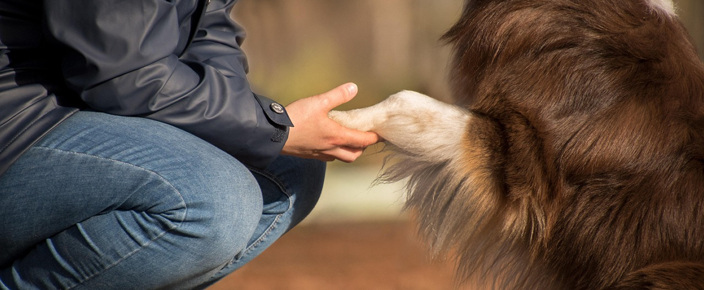 Bannière où un chien pose sa patte sur la main d'une femme